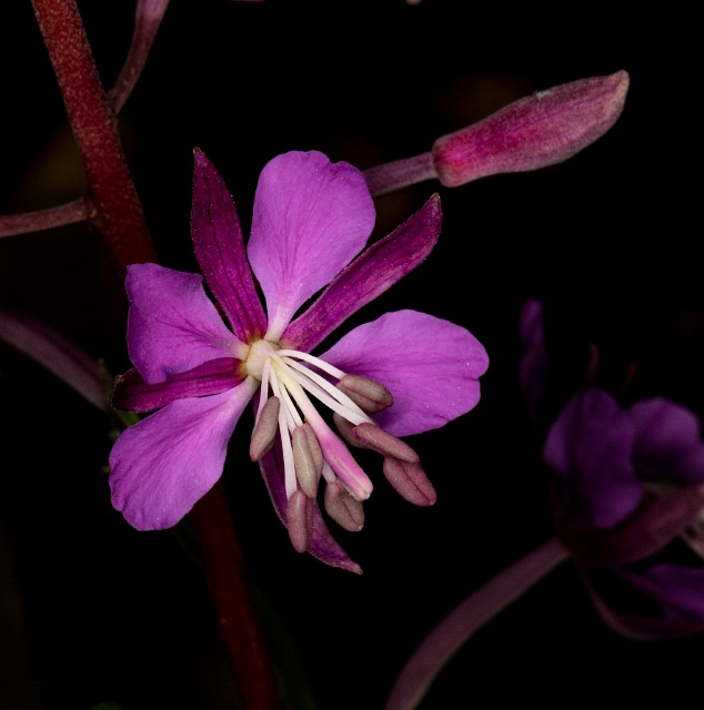 055Chamerion angustifolia 19-5631.jpg